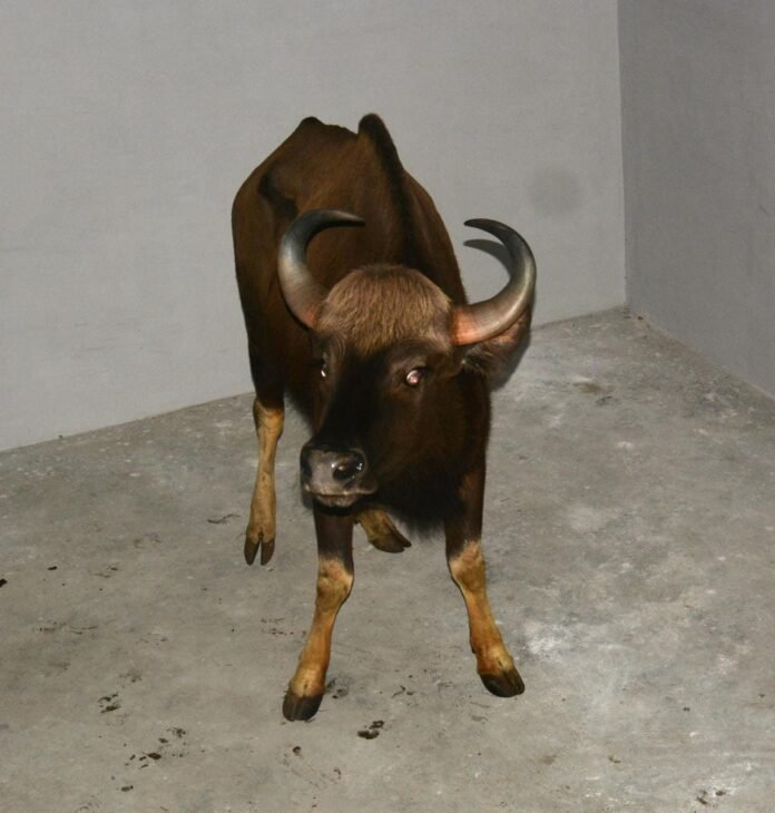 kanpur zoo