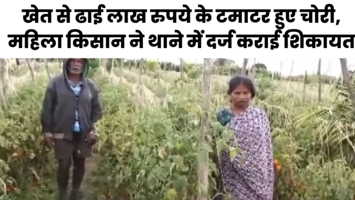 tomato rate