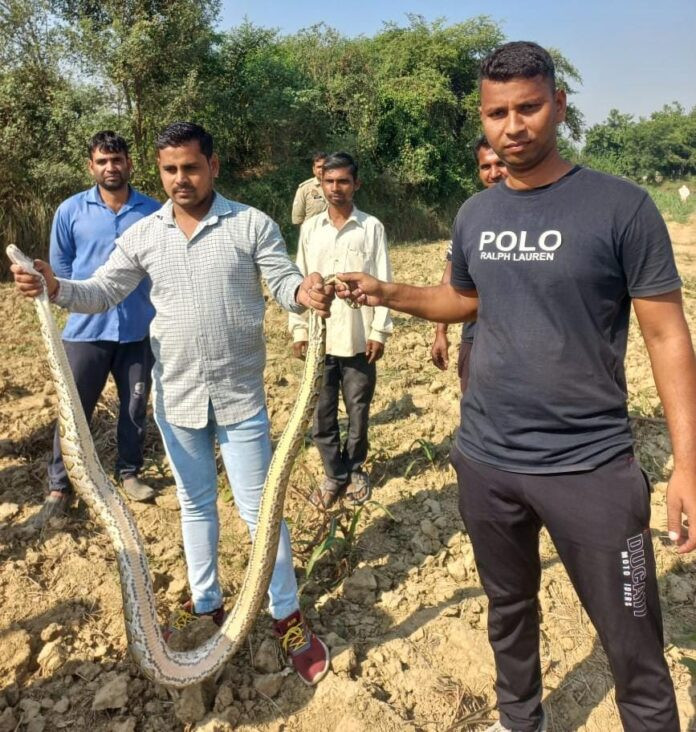 12 feet python