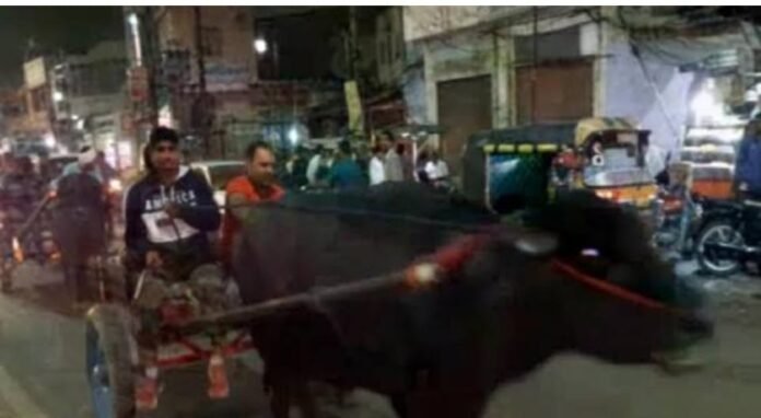 File photo of devotees traveling in buffalo buggy