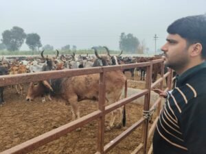 Cdo सीडीओ ने किया वृहद गोशाला का निरीक्षण