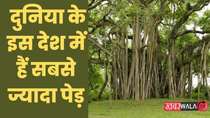 Largest Number Of Trees