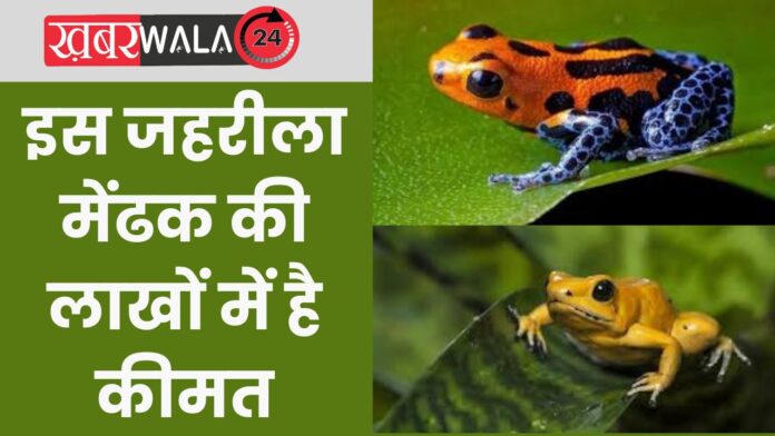 Poisonous Frog