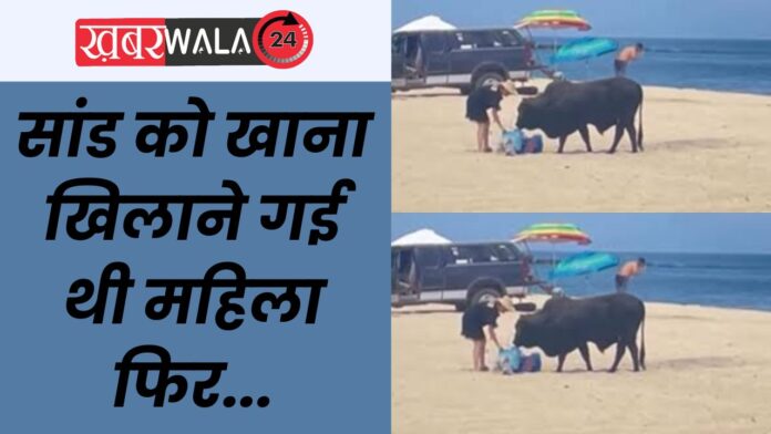 Bull attack viral video