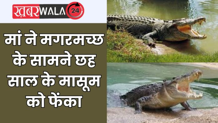 Crocodile