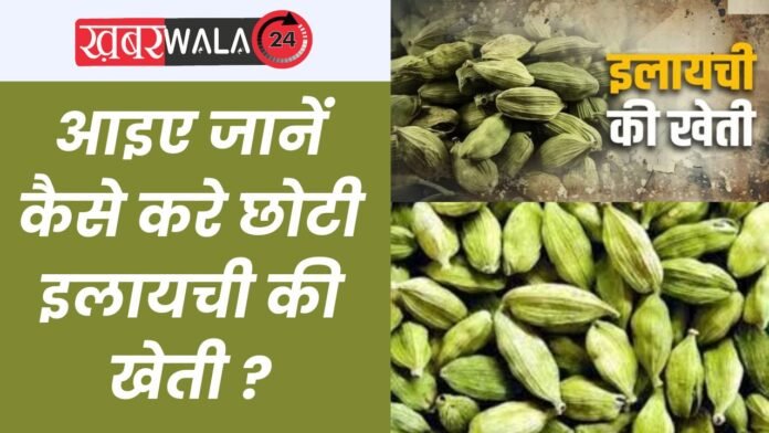 Small Cardamom Cultivation