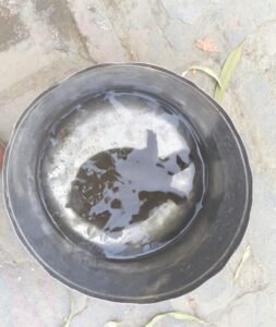 Hapur वन विभाग, पुलिस की संयुक्त टीम ने मारा छापा, एक जिंदा कछुवा समेत दो बरामद
