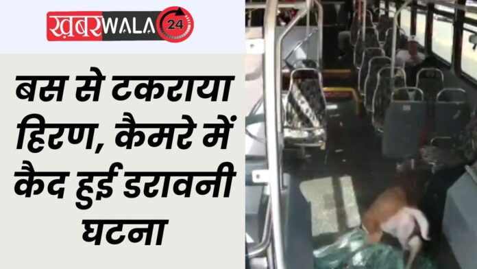 Bus and Deer Accident Video Viral Bus and Deer Accident Video Viral