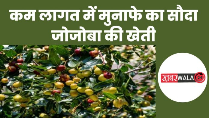 Jojoba Farming in India