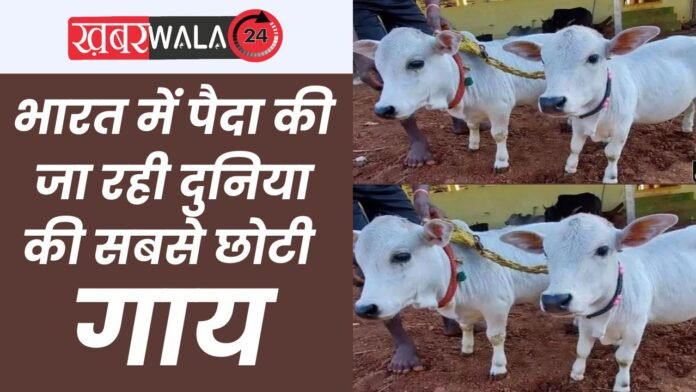 Smallest And Cutest Cow