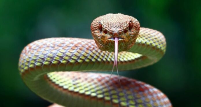 Snake Repelling Smells