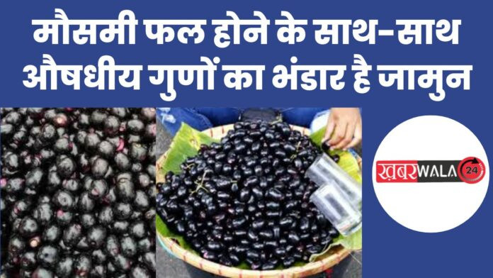 Jamun a Seasonal Fruit
