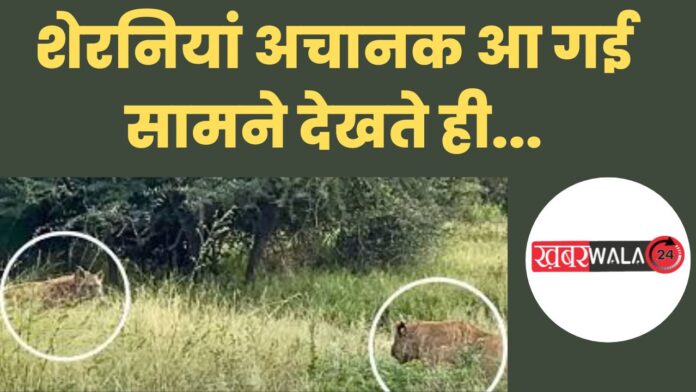 lioness attack viral video