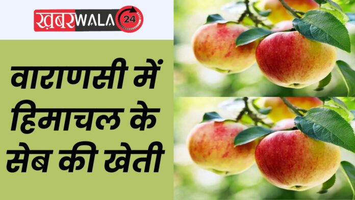 Radheshyam Patel Apple Farming