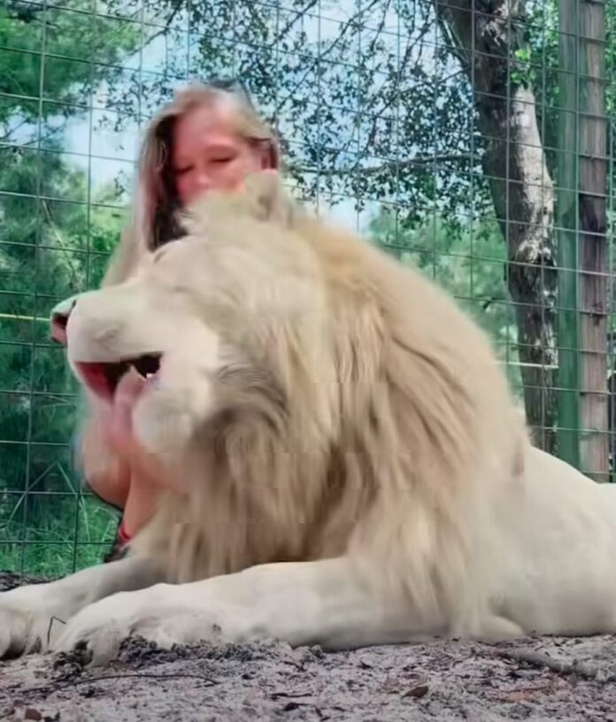 Woman Hugged Lion Video