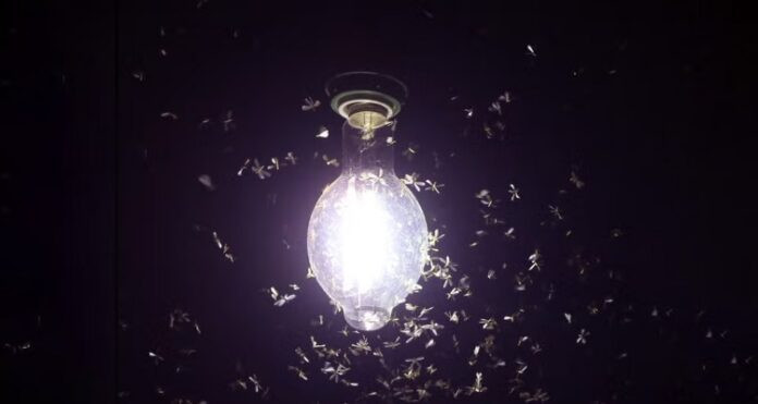 How to get rid of moths