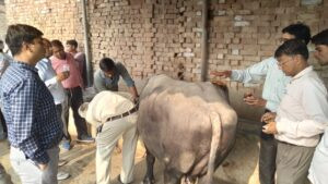 Hapur हापुड़ से बड़ी खबर: दस्तोई में घेर का गिरा लेंटर, मलबे में दबे पशु, एक घायल, रेस्क्यू में जुटी टीम 2 Hapur --