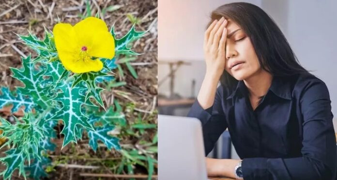 Benefits of Satyanashi Plant