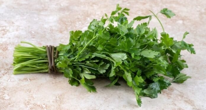 Benefits Coriander Leaves Water