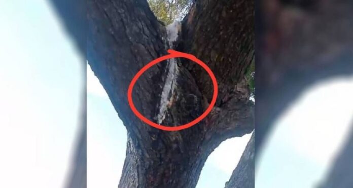 Miraculous Neem Tree
