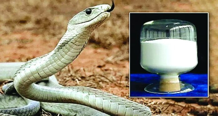 Snake Bite Treatment