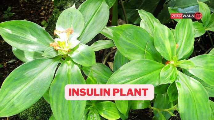 Insulin Plant for Diabetes