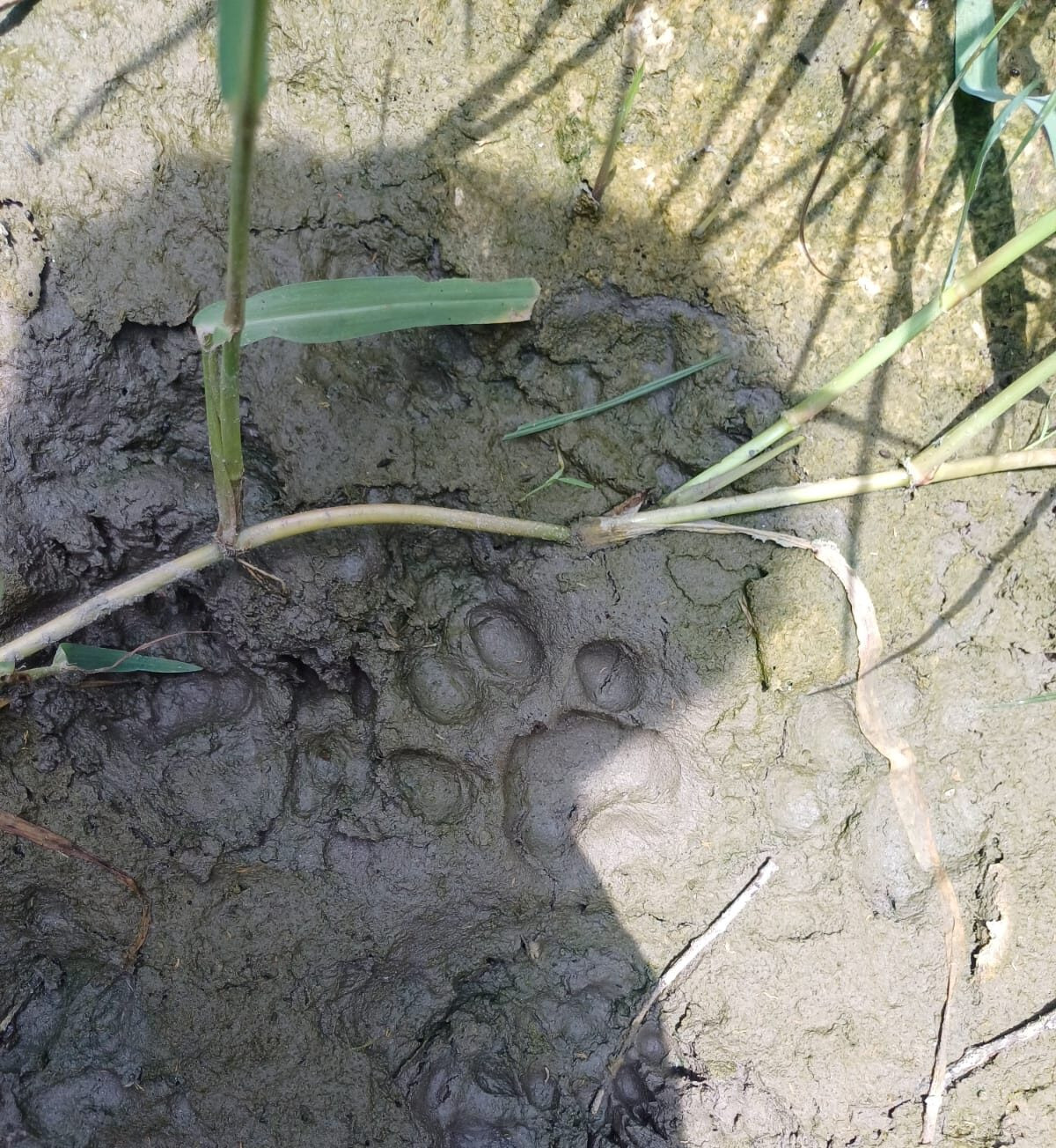 Leopard-foot print