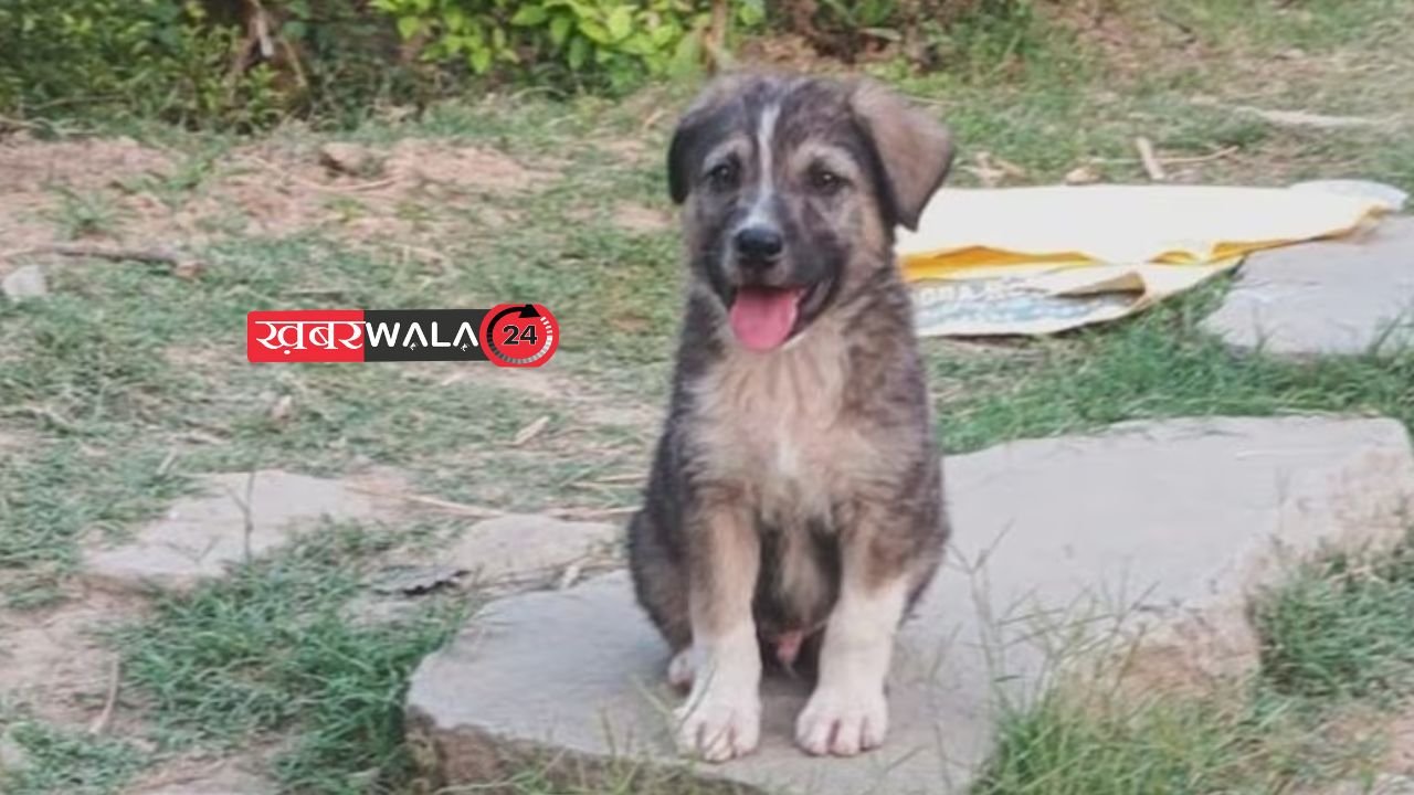Himachal Pradesh: बहादुर रॉकी बना Real Life Hero भौंककर बचाई 67 लोगों की जान Himachal Pradesh बहादुर Dog रॉकी (Rocky) Real Life Hero