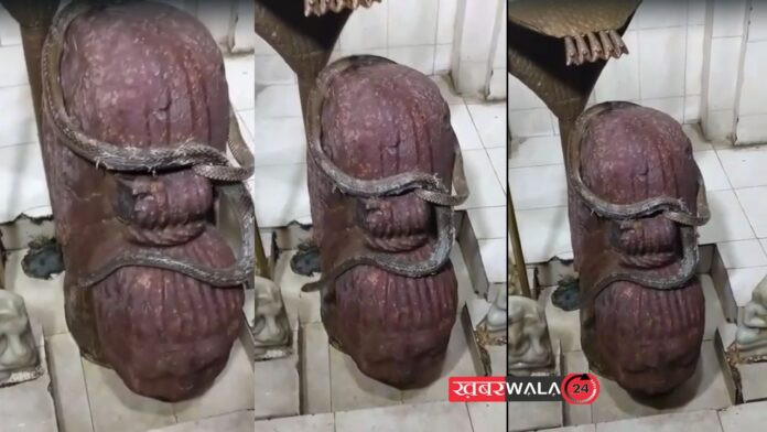 Video Viral Hapur Sanake on Shivling in dahpa village