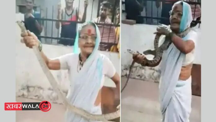 Viral Video Pune 70 Years Old Grandmother Shakuntala Sutar Catches Snake Viral Video Pune 70 Years Old Grandmother Shakuntala Sutar Catches Snake