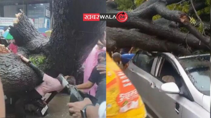 Delhi Kalkaji CCTV Footage Tree fell on bike Heavy Rainfall