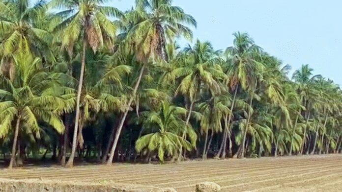 गुजरात में नारियल की खेती का नया रिकॉर्ड, सालाना उत्पादन 26.09 करोड़ यूनिट के पार