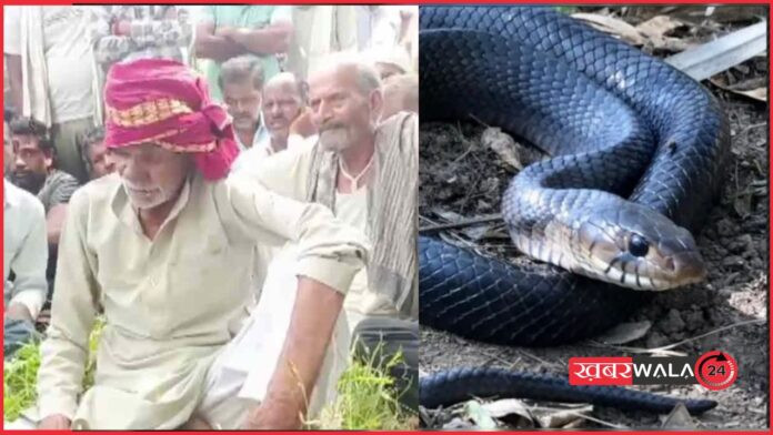 Jhansi News: बुजुर्ग को मिला गजब का वरदान! 40 साल में 13 बार डस चुका है सांप, हर बार हनुमान मंदिर में बचती है जान