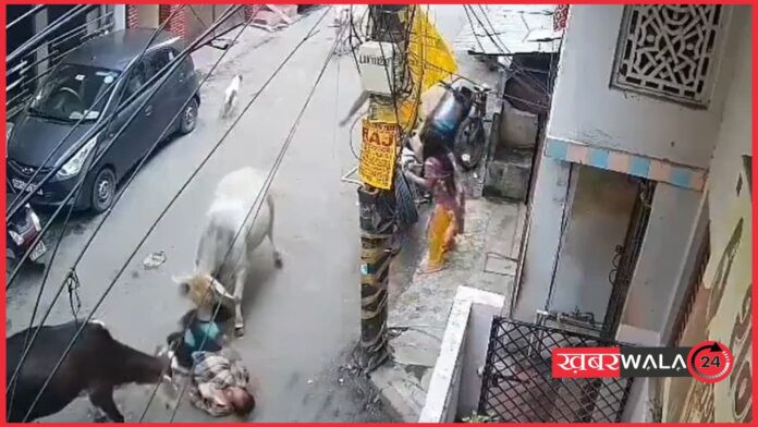 Lucknow News: लखनऊ में आवारा सांडों का आतंक, दादा-पोते पर जानलेवा हमला, वायरल हुआ वीडियो