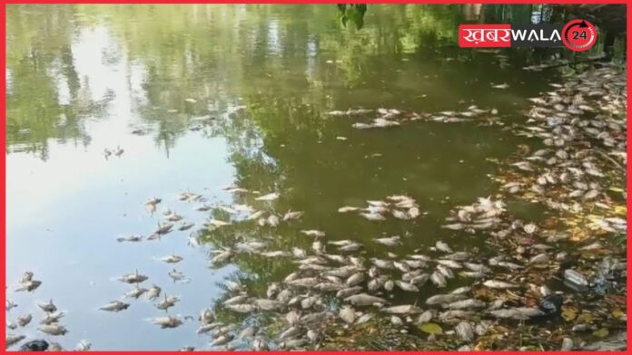 Varanasi News: वाराणसी के पिशाचमोचन कुंड में 20 क्विंटल से ज्यादा मछलियां मरीं, गंदगी ने बिगाड़ा श्राद्ध का माहौल