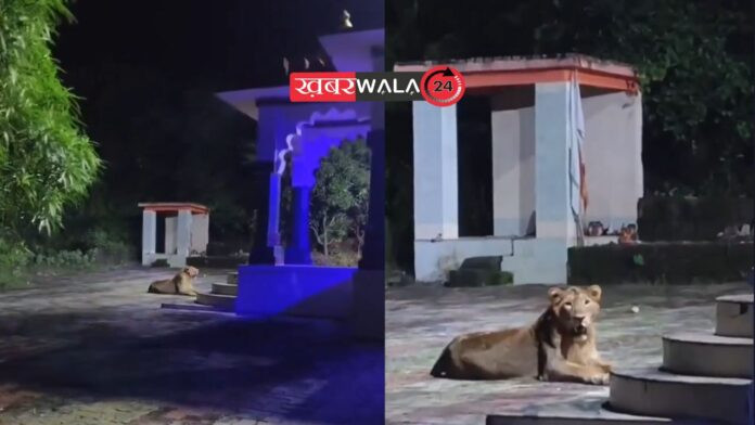 Viral Video: नवरात्रि में चमत्कार! मां दुर्गा के मंदिर के सामने चुपचाप आकर बैठ गया शेर, लोग बोले- मां के दर्शन हो गए