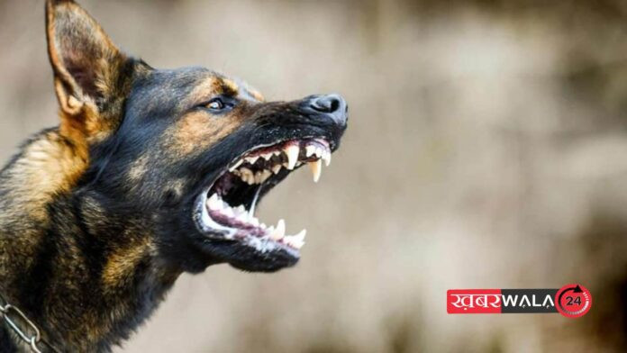 Hapur में स्कूल जाते समय कुत्ते के हमले से 4 साल की मासूम घायल, चेहरे-शरीर पर गहरे घाव, दिल्ली रेफर