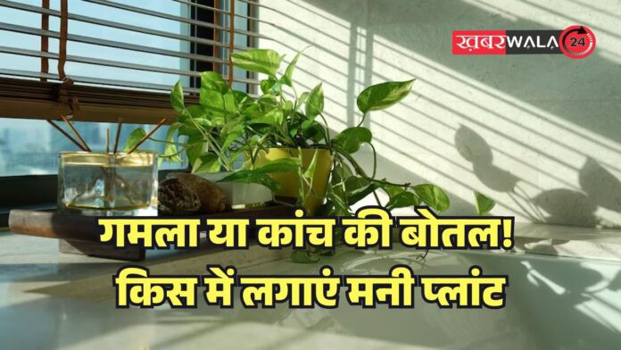 Money Plant Vastu Tips: गमला या कांच की बोतल! किस में लगाएं मनी प्लांट, क्या है ज्यादा शुभ?