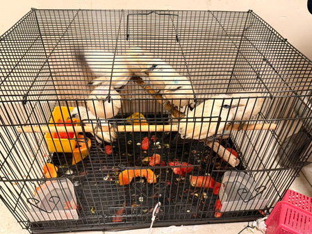 चेन्नई एयरपोर्ट पर दुर्लभ बाली मैना लेकर पहुंचे तीन आरोपी चेन्नई एयरपोर्ट पर दुर्लभ बाली मैना लेकर पहुंचे तीन आरोपी हिरासत में, पक्षियों को वापस भेजा गया मलेशिया